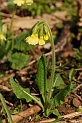 Oxlip plant - F